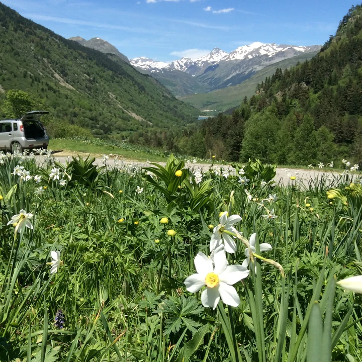 Narcisos blancos en un prado con el valle y las montañas al fondo
