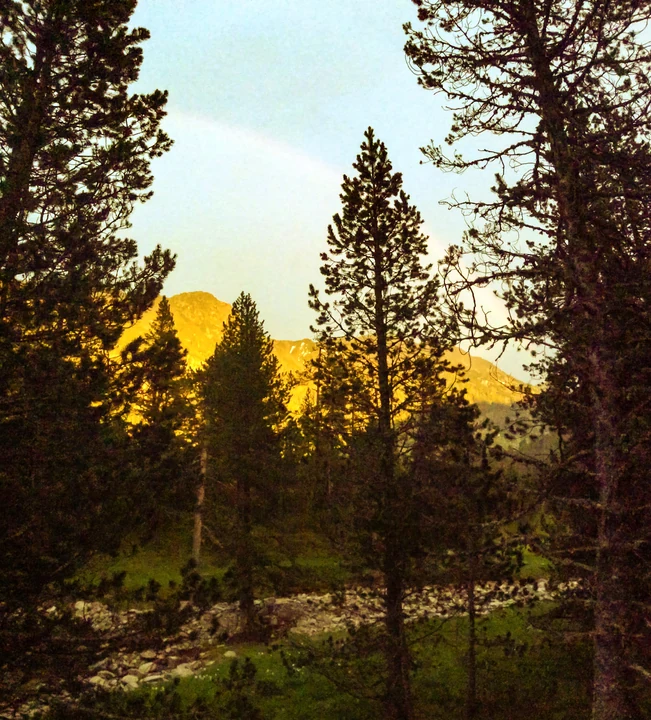 Pinos iluminados por la luz cálida de la tarde