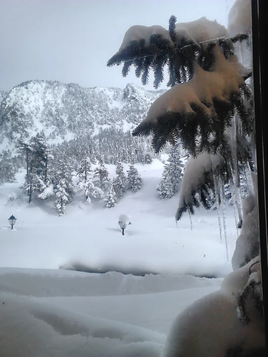 Ramas de abeto cubiertas de nieve junto al paisaje nevado