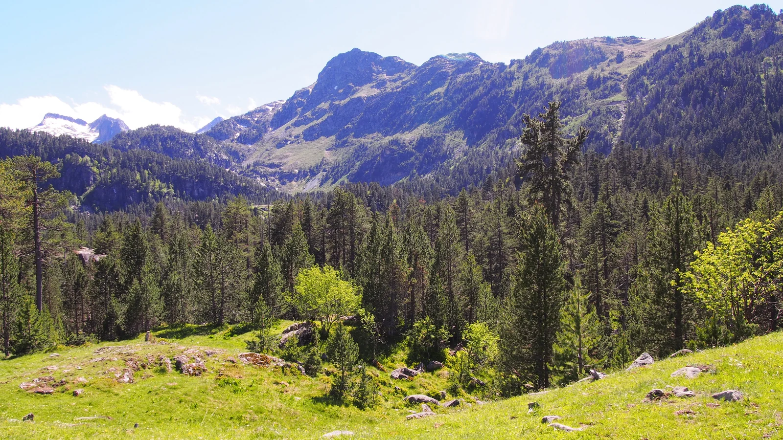Pradera y bosque de la Montañeta bajo las laderas de montaña