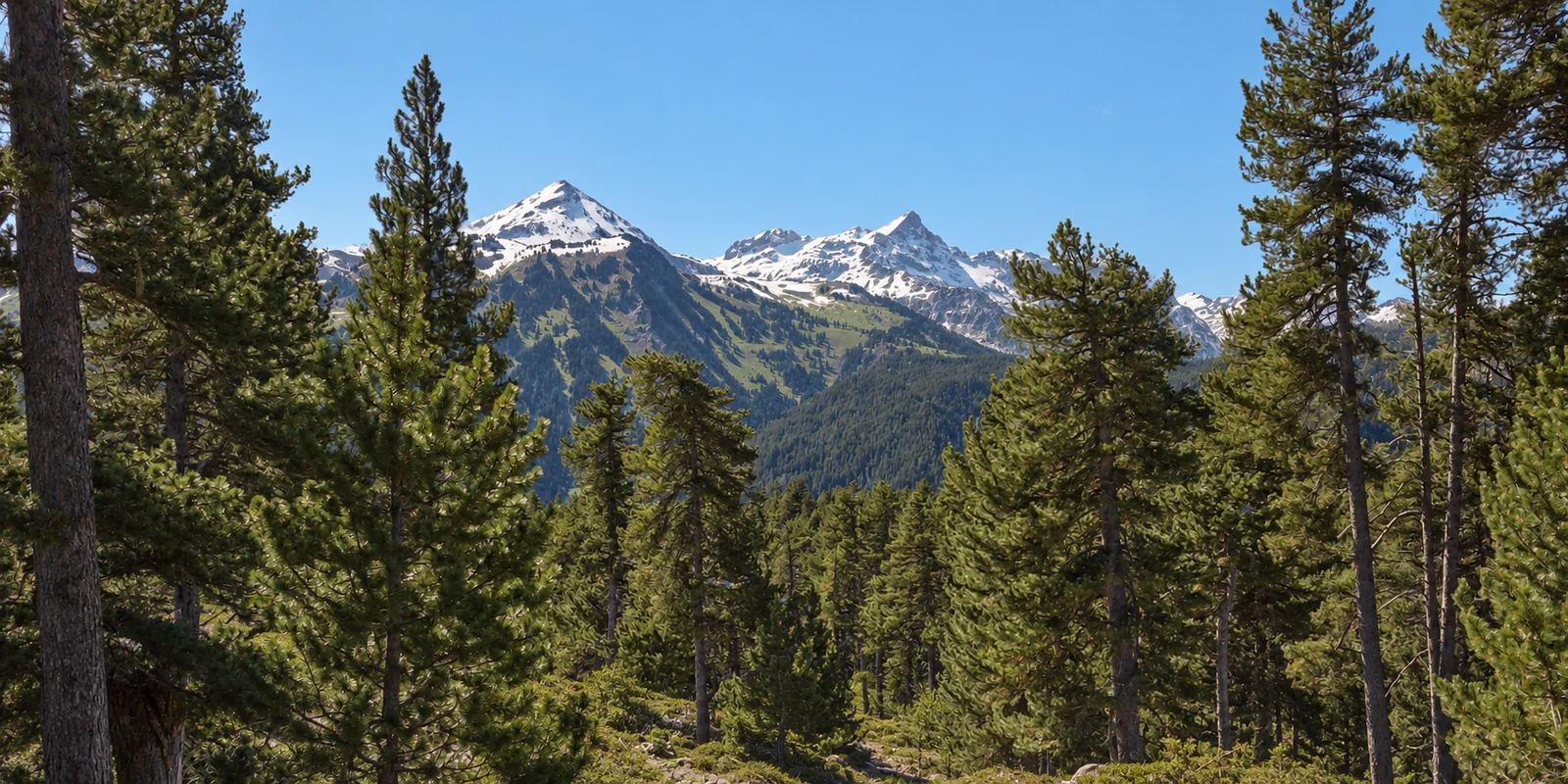 Pinos del bosque de Porera con Salana y Montarto nevados al fondo en primavera